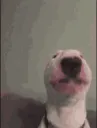 WalterVibe