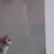 catslide