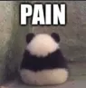 pandapain