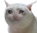 cat_cry cat_cry