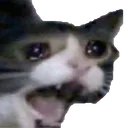cryingcat