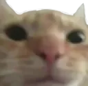 somewhatfunnycat