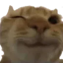 winkingfunnycat