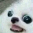 DogAaaa