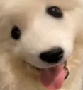 cutewetawdawg