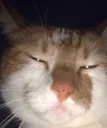 lewiscat