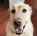 cheesedog