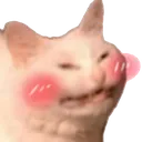 Blush_Cat