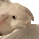 angry_monch