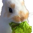 nom