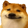 shibcool Discord emoji