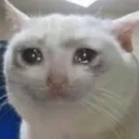 sed_cat Discord Emoji