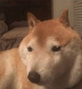 glow_DogConfused Discord emoji