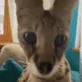 BallSniffPemit