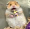 anm_hamstershook Discord emoji