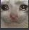 Catcri catcri Discord Emoji