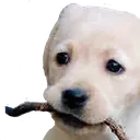 UDUdoggolook