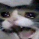 Cat_woeahh