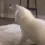 catto