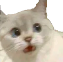 shocked_cat shocked_cat