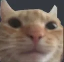 CatStare
