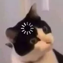 catwhat catwhat