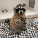 raccoonsweater