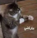 cat_3arkni