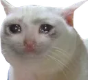 sadcat