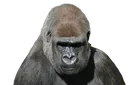 sadrilla sadrilla