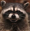 raccoon
