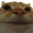 NoCat