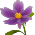 purpleflower purpleflower