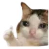 ok_sholi