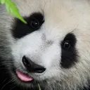 panda Discord Emoji