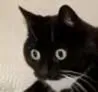 catwtf