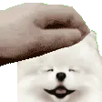 PETTHEKNUG