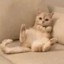 couchcat Discord Emoji