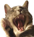 9CatYawn Discord Emoji