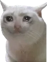 catcrying