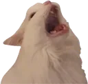catscream