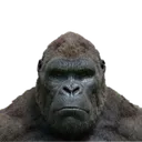 Kong_Bruh