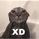 XD