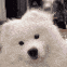 NR3_dogconfused Discord emoji