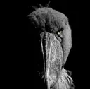 thebill