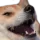 doge_what Discord Emoji