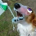 furry Discord emoji