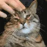 headscratch headscratch