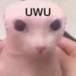 binguwu