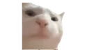 Vibing Cat vibingcat Discord Emoji